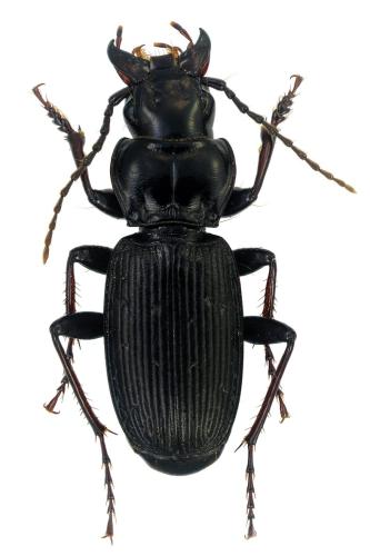 Réf. 353 787 : Pterostichus truncatus